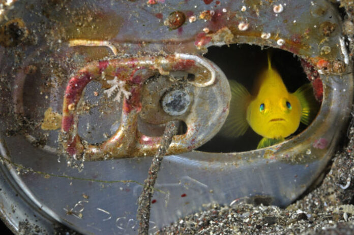© Brian J. Skerry_300ppi