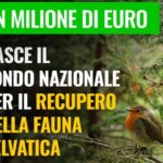 fauna-selbatica-1