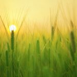 barley-field-g39a47dd4a_1920-1