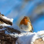 robin-g8c2b5f009_1920