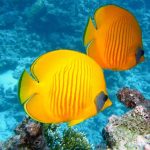 lemon-butterflyfish-gde30ec79c_1920