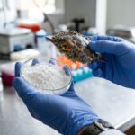 Mani di un ricercatore con guanti che mostrano un carapace di granchio blu e chitina in polvere