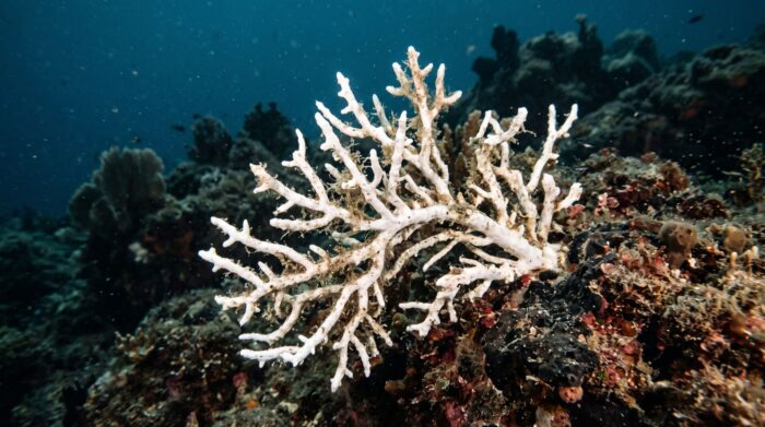 Dettaglio di una gorgonia corallina sbiancata a causa del calore su un fondale marino.