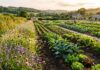 Giornata europea del biologico: la terra come alleata per il futuro del cibo e del clima Campi coltivati con metodo biologico immersi nel paesaggio rurale europeo