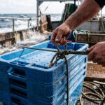 Dettaglio di cassette rigide e riutilizzabili per il pesce a bordo di un peschereccio durante le operazioni di stivaggio.