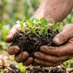 Mani di agricoltore che stringono terreno fertile con giovani germogli biologici