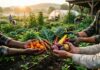Contadini che raccolgono ortaggi biologici freschi su una terra sana e fertile