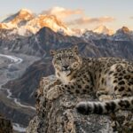 Leopardo delle nevi accovacciato su una scogliera rocciosa delle montagne dell’Himalaya con vette innevate sullo sfondo