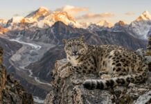 La Giornata del Leopardo delle Nevi: Custode Silenzioso del Terzo Polo e Baluardo della Biodiversità Globale Leopardo delle nevi accovacciato su una scogliera rocciosa delle montagne dell'Himalaya con vette innevate sullo sfondo