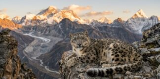 Leopardo delle nevi accovacciato su una scogliera rocciosa delle montagne dell'Himalaya con vette innevate sullo sfondo
